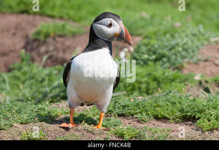 Papageientaucher auf Skomer Island mit Sandaalen. Der Papageientaucher gelingt, Sandaale im Juni/Juli bis in den Höhlen ihre Küken füttern zu fangen. Stockfoto