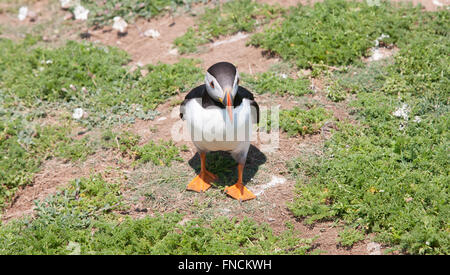 Papageientaucher auf Skomer Island mit Sandaalen. Der Papageientaucher gelingt, Sandaale im Juni/Juli bis in den Höhlen ihre Küken füttern zu fangen. Stockfoto