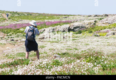 Wanderer und Red Campion und Bluebell bedeckte Insel. Teppich aus Glockenblumen. Skomer Island.Pembrokeshire,Wales.Welsh.Spring. Stockfoto