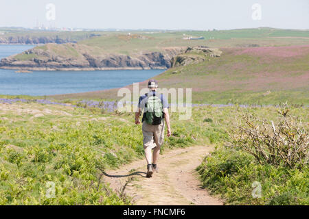 Bluebell bedeckte Insel. Teppich aus Glockenblumen. Skomer Island.Pembrokeshire,Wales.Welsh.Spring. Stockfoto