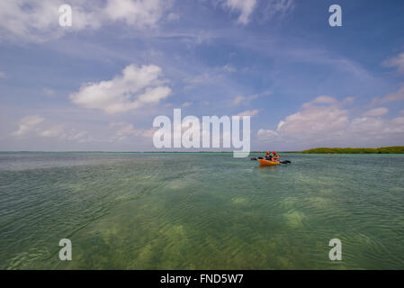 Schöne Mangrovenwald mit viel Fisch und Vögel in Bonaire Stockfoto