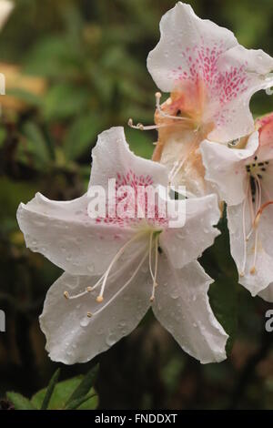 Rhododendron Mucronatum oder Rosenblüte, ursprünglich aus China und Tibet Stockfoto