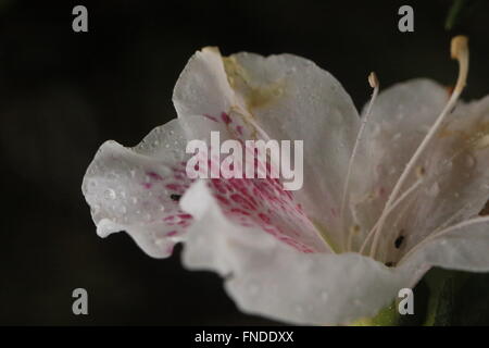 Rhododendron Mucronatum oder Rosenblüte, ursprünglich aus China und Tibet Stockfoto