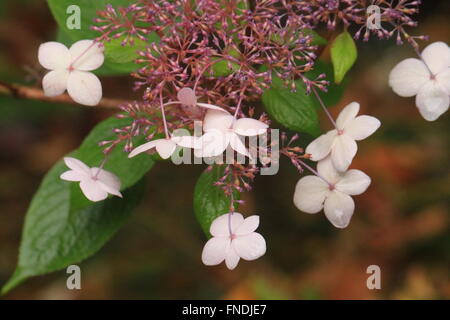 Wunderschöne Hortensie blühenden Pflanze von Japan Stockfoto