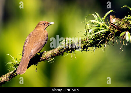 Clay-Colored Soor - Boca Tapada, San Carlos, Costa Rica Stockfoto