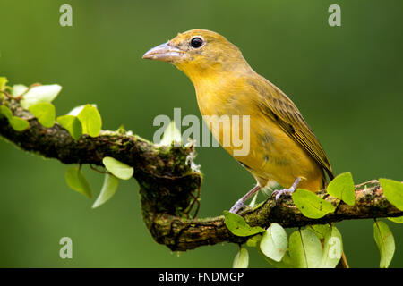 Frau Sommer Tanager (Piranga Rubra) - La Laguna del Lagarto Lodge - Boca Tapada, San Carlos, Costa Rica Stockfoto