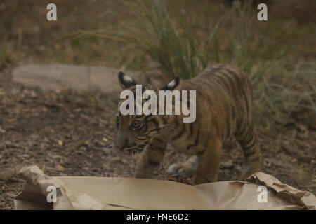 Sumatra Tiger Cub, Panthera Tigris Sumatrae, erforscht die Grenzen von seinem Gehege Stockfoto