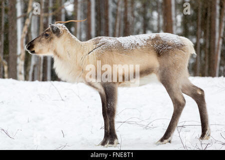 Rentier (Rangifer Tarandus) im Schnee, Gefangenschaft, Kivilompolio, in der Nähe von Rovaniemi, Lappland, Finnland Stockfoto