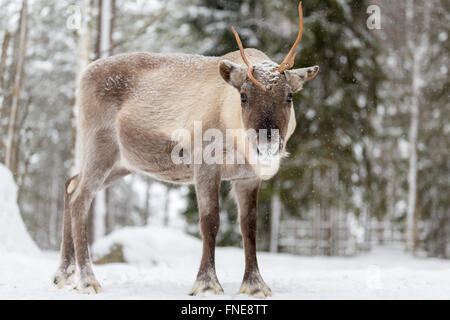 Rentier (Rangifer Tarandus) im Schnee, Gefangenschaft, Kivilompolio, in der Nähe von Rovaniemi, Lappland, Finnland Stockfoto