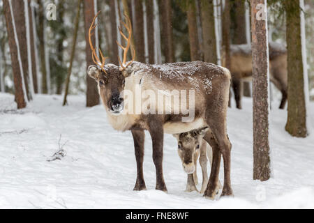 Zwei Rentiere (Rangifer Tarandus) im Schnee, Gefangenschaft, Kivilompolio, in der Nähe von Rovaniemi, Lappland, Finnland Stockfoto