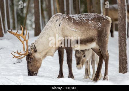 Zwei Rentiere (Rangifer Tarandus) im Schnee, Gefangenschaft, Kivilompolio, in der Nähe von Rovaniemi, Lappland, Finnland Stockfoto