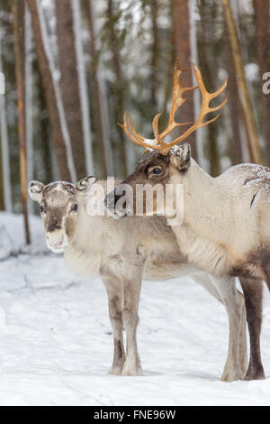 Zwei Rentiere (Rangifer Tarandus) im Schnee, Gefangenschaft, Kivilompolio, in der Nähe von Rovaniemi, Lappland, Finnland Stockfoto