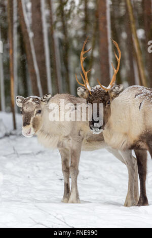 Zwei Rentiere (Rangifer Tarandus) im Schnee, Gefangenschaft, Kivilompolio, in der Nähe von Rovaniemi, Lappland, Finnland Stockfoto