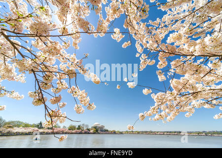 Washington DC National Cherry Blossom Festival. Kirschblüte in Peak Blüte im Gezeitenbecken mit dem Jefferson Memorial. Stockfoto