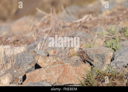 Weiß gekrönt Spatz, Zonotrichia Leucophrys, Sitzstangen unter den Pinsel auf die Tier-und Pflanzenwelt bewahren der Bolsa Chica in Huntington Bea Stockfoto