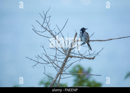 Neues Holland Honigfresser Stockfoto