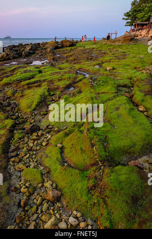 Einmal pro Jahr Algen auf Felsen in Pattaya Thailand Stockfoto