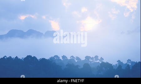 Marineblaue Wald Hintergrund fallenden Nebel mit bewölktem Himmel und Sonnenaufgang hinter Stockfoto