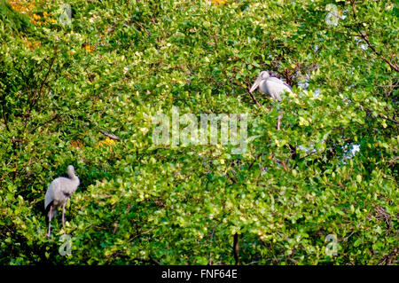 Asiatischer Openbill (Anastomus Oscitans), in einem Baum stehen. Stockfoto