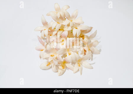 Weiße indische Korkeiche Blumen, auch bekannt als Baum Jasmin, (Millingtonia Hortensis) auf hellgrauen Hintergrund. Stockfoto