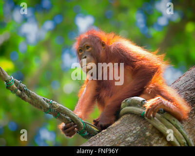 Wilde Borneo Orang-Utan Stockfoto