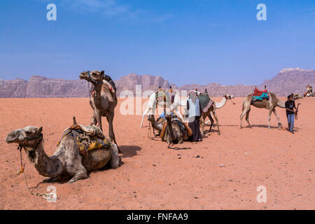 Kamele in der Wüste Wadi Rum der südlichen Haschemitischen Königreich Jordanien, Naher Osten. Stockfoto