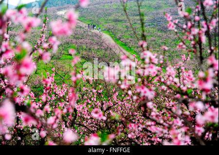 Der Provinz Hunan Changsha, China. 14. März 2016. Touristen sehen Sie Pfirsiche Blüten bei Fangyuan Township von Guiyang County in Chenzhou Stadt, Zentral-China Provinz Hunan, 14. März 2016. © Guo Liliang/Xinhua/Alamy Live-Nachrichten Stockfoto