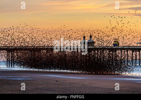 Vögel im Flug, in den Wolken Schwärme von Staren in Blackpool, Lancashire, UK fliegen. Starling murmuration bei Sonnenuntergang. Eine der großen birding Brillen der Winter ist die Stare "Vormontage Roost. Vor dem Sesshaftwerden für die Nacht, Herden dieser geselligen Vögel swoop herum bis es gibt eine enorme, wirbelnde schwarze Masse. Im Winter bis zu einer Million Vögel, Schwarm, swoop, Schieben, Schwenken und Drehen, Verschieben, wie man während der erstaunliche Luftakrobatik. Dieses Ballett in der Dämmerung ist eine pre-roosting Phänomen bekannt als starling murmuration. Stockfoto