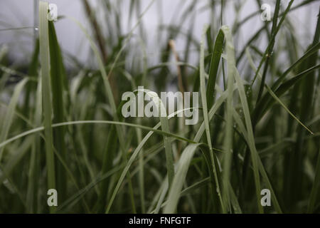 Am frühen Morgentau auf Grashalmen Stockfoto