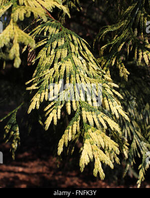 Die schöne bunte Laub der Thuja Plicata 'Zebrina' auch bekannt als Western Red Cedar. Stockfoto