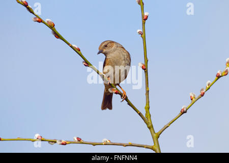 Hedge Sparrow Prunella Modularis auf fahl Weidenzweig im Garten im Frühjahr Stockfoto