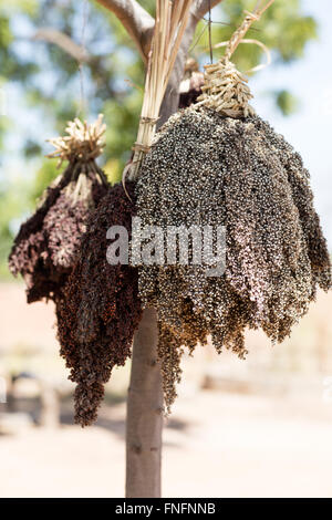 Sorghum hing zum Trocknen in Dorf, Burkina faso Stockfoto