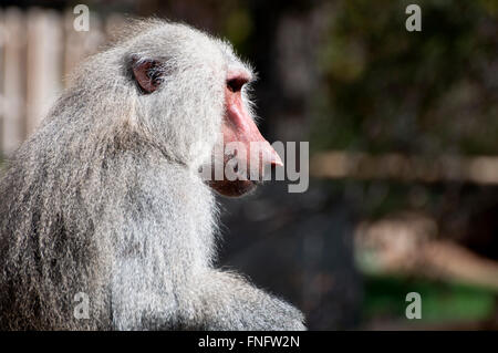 Gelbe Pavian, Papio cynocephalus Stockfoto