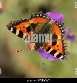 Schildpatt-Schmetterling Stockfoto
