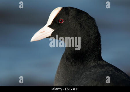 Kopfschuss von einem eurasischen Blässhuhn (Fulica Atra) Stockfoto