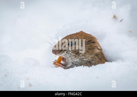 Rötelmaus (Myodes Glareolus) Stockfoto