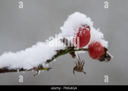 Verschneite Hagebutten Stockfoto