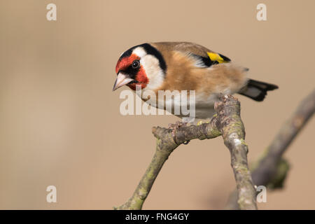Europäische Stieglitz (Zuchtjahr Zuchtjahr) Stockfoto