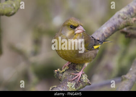 männlichen europäischen Grünfink (Zuchtjahr Chloris) Stockfoto