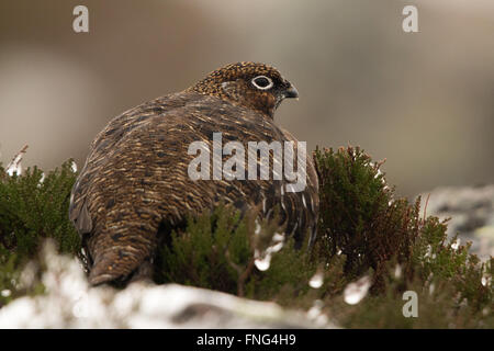 weibliche Moorschneehuhn (Lagopus Lagopus Scotica) sitzen in Heide Stockfoto