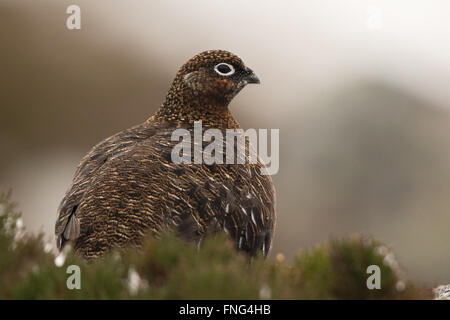 weibliche Moorschneehuhn (Lagopus Lagopus Scotica) sitzen in Heide Stockfoto