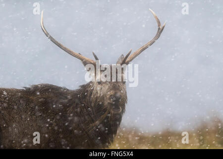 Rothirsch (Cervus Elaphus) Hirsch Essen Tote Rasen in einem Schneesturm Stockfoto