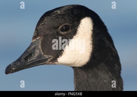 Kopfschuss von einem Kanadagans (Branta Canadensis) Stockfoto