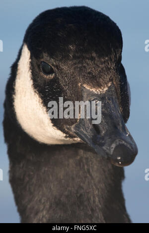 Kopfschuss von einem Kanadagans (Branta Canadensis) Stockfoto