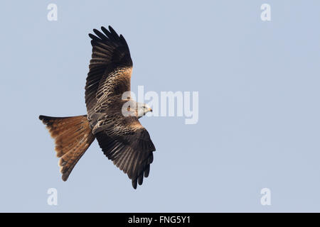 Rotmilan (Milvus milvus) im Flug Stockfoto