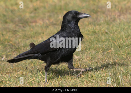 AAS-Krähe (Corvus Corone) zu Fuß auf einem Feld Stockfoto