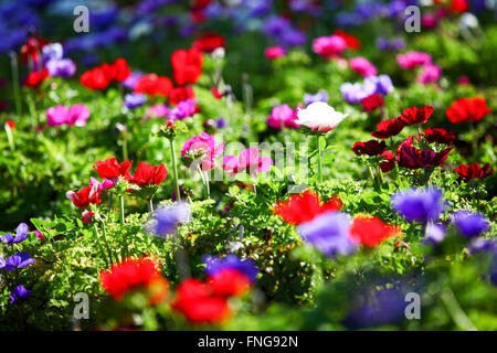 Ein Feld von kultivierten bunte und lebendige Anemone Blumen. Fotografiert in Israel Stockfoto