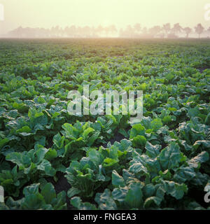 Holland, Rüben Feld in Drente bei Sonnenaufgang Stockfoto