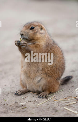 Stehen und Essen grüßt das Murmeltier Stockfoto