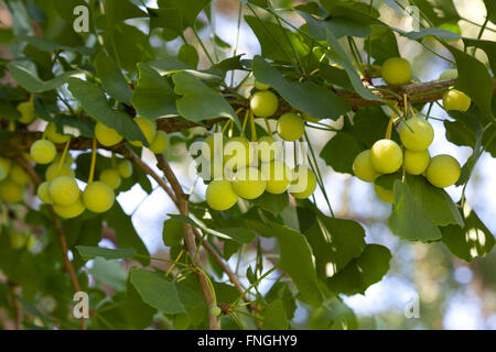 Ginkgo-Biloba-Samen am Baum Stockfoto